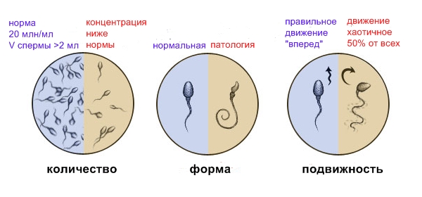 Качество спермы
