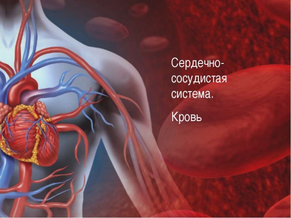Заболевания сердечно-сосудистой системы негативно влияют на потенцию