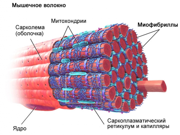 Стероиды наращивают мышечные волокна