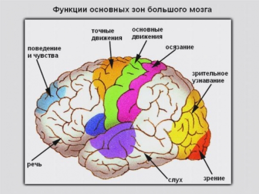 Препарат влияет на кору головного мозга